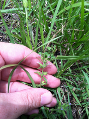 Hedeoma reverchonii