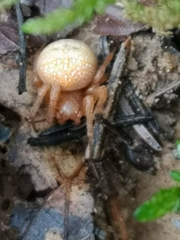 Araneus alsine