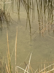 Siphateles boraxobius