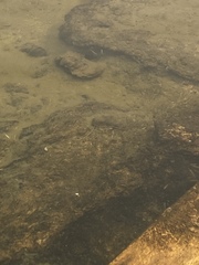 Siphateles boraxobius
