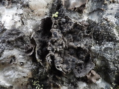 Umbilicaria torrefacta