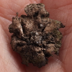 Umbilicaria torrefacta