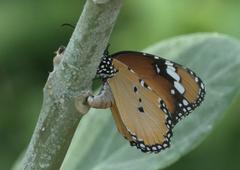 Danaus chrysippus