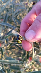 Calligrapha serpentina