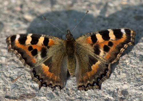 Indian Tortoiseshell photo 3