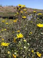 Grindelia stricta angustifolia