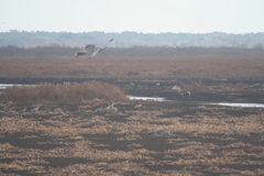 Grus canadensis image