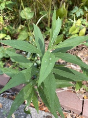 Solidago