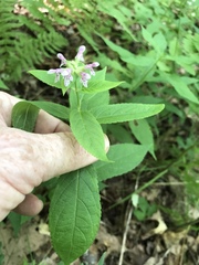 Stachys latidens