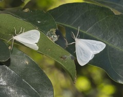Cassipourea gummiflua