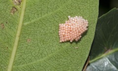 Cassipourea gummiflua