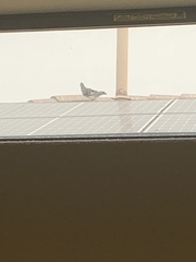 Columba livia domestica