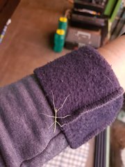 Cladoxerus