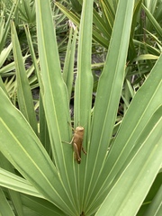 Schistocerca rubiginosa