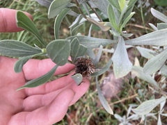 Borrichia frutescens image