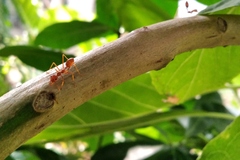 Oecophylla smaragdina