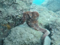 Hippocampus ingens