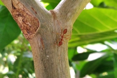 Oecophylla smaragdina