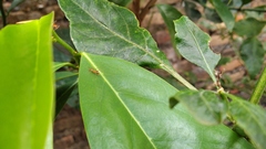 Anoplolepis gracilipes