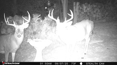 Odocoileus virginianus