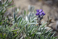 Lupinus kuschei