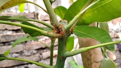 Idioscopus nitidulus