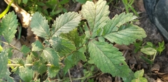 Agrimonia pilosa