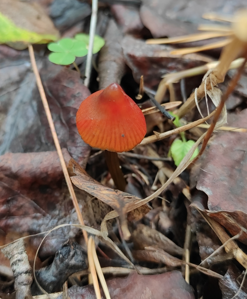 Hygrocybe conica · September 2020 · photo: © wrrite (iNaturalist, cc-by)