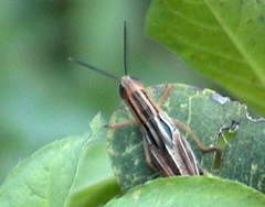 Cataloipus fuscocoeruleipes