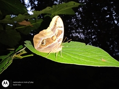 Eryphanis aesacus