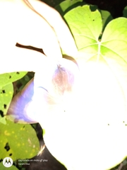 Eryphanis aesacus