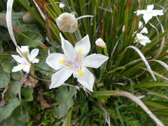 Dietes