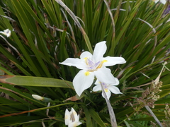 Dietes