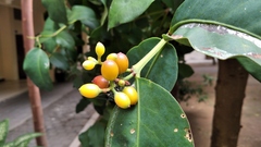 Macrosolen cochinchinensis