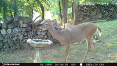 Odocoileus virginianus