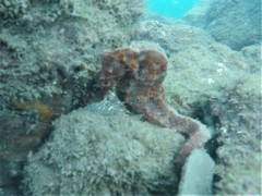 Hippocampus ingens