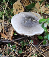 Tricholoma virgatum