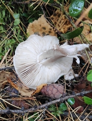 Tricholoma virgatum