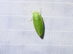Rugosana