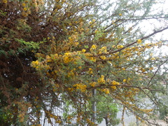 Vachellia caven