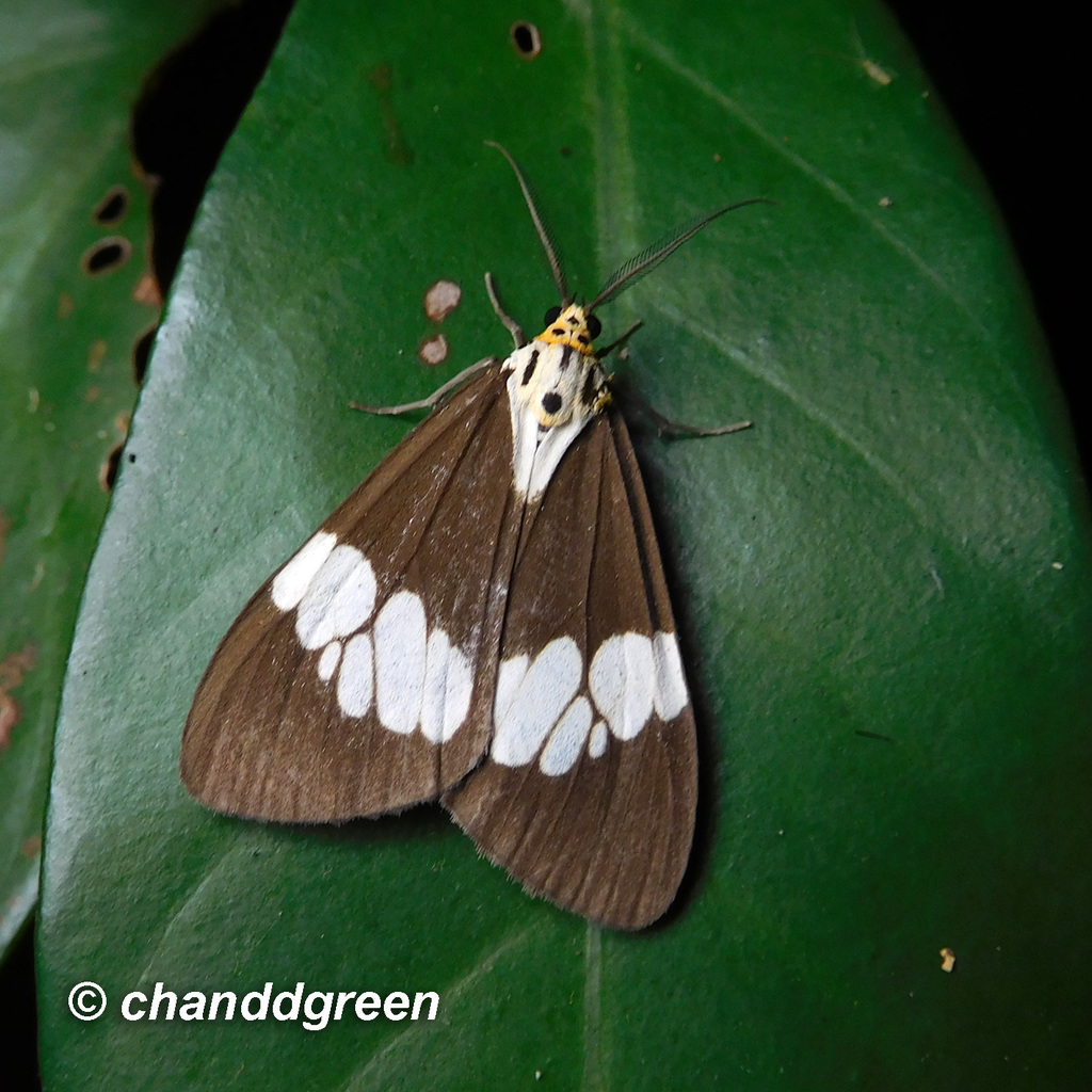 Nyctemera lacticinia