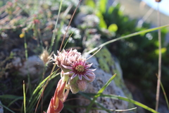 Sempervivum vicentei