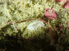Didemnum maculosum