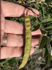 Robinia viscosa hartwigii