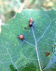 Harmandiola globuli