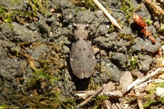 Apterodela unipunctata
