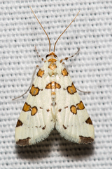 Conchylodes octonalis
