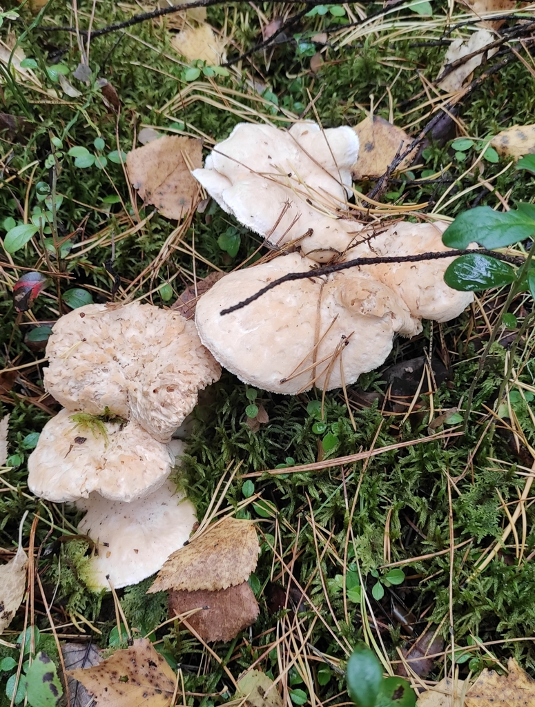 Hydnum repandum · September 2020 · photo: © wrrite (iNaturalist, cc-by)