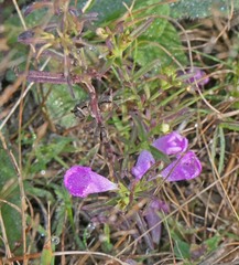 Agalinis neoscotica