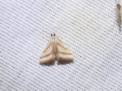 Microtheoris vibicalis